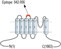 Anti-TRPM7 (extracellular) Antibody