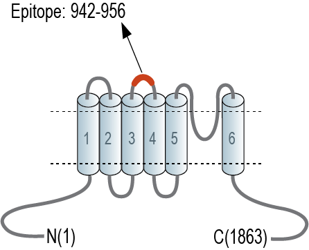 Anti-TRPM7 (extracellular) Antibody