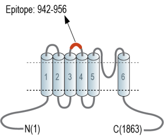 TRPM7 (extracellular) Blocking Peptide