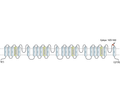 CaV1.2 (CACNA1C) (extracellular) Blocking Peptide