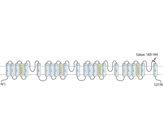 CaV1.2 (CACNA1C) (extracellular) Blocking Peptide