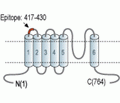 Human TRPV2/VRL1 (extracellular) Blocking Peptide
