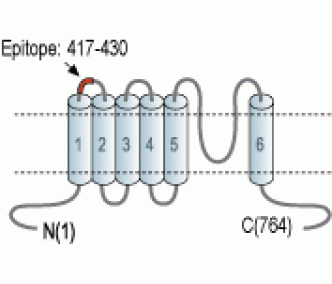 Human TRPV2/VRL1 (extracellular) Blocking Peptide