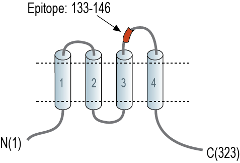 Anti-CALHM2 (extracellular) Antibody