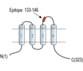 CALHM2 (extracellular) Blocking Peptide