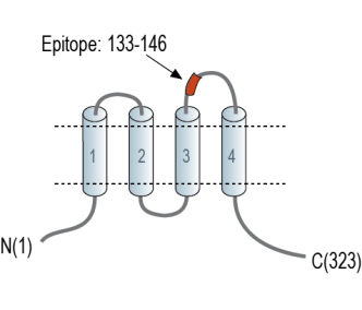 CALHM2 (extracellular) Blocking Peptide