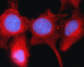 Anti-Connexin-43 Antibody