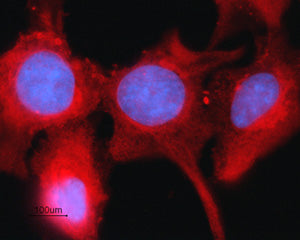 Anti-Connexin-43 Antibody