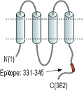 Guinea pig Anti-Connexin-43 Antibody