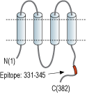 Guinea pig Anti-Connexin-43 Antibody