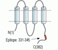 Connexin-43 Blocking Peptide