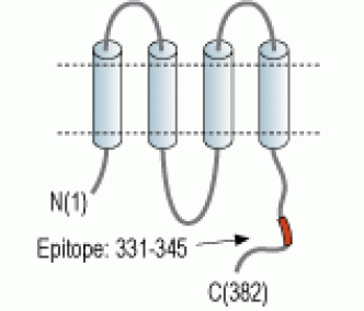 Connexin-43 Blocking Peptide