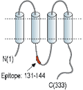 Anti-Connexin-37 Antibody