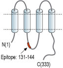 Anti-Connexin-37 Antibody