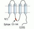 Connexin-37 Blocking Peptide