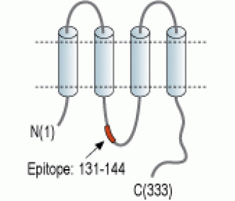 Connexin-37 Blocking Peptide