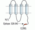 Connexin-40/GJA5 Blocking Peptide