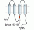 Connexin-45/GJC1 Blocking Peptide