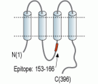Connexin-45/GJC1 Blocking Peptide