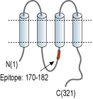 Anti-Connexin-36-ATTO Fluor-488 Antibody