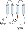Anti-Connexin-36 Antibody