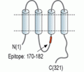 Connexin-36 Blocking Peptide