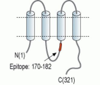 Connexin-36 Blocking Peptide
