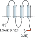Anti-Connexin-32 Antibody