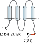 Anti-Connexin-32 Antibody