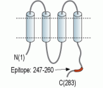 Connexin-32 Blocking Peptide
