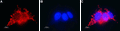 Anti-Connexin-26 (GJB2) Antibody