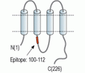 Connexin-26/GJB2 Blocking Peptide