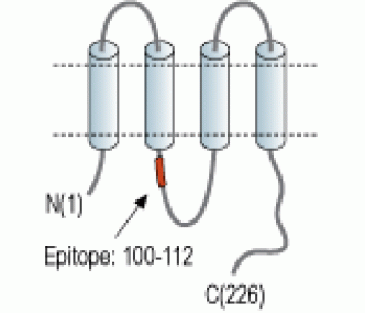 Connexin-26/GJB2 Blocking Peptide