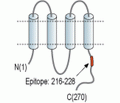 Connexin-31/GJB3 Blocking Peptide