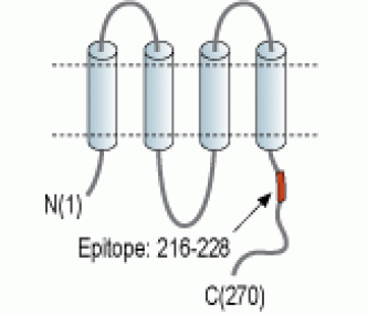 Connexin-31/GJB3 Blocking Peptide