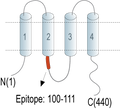 Anti-Connexin-47 (GJC2) Antibody
