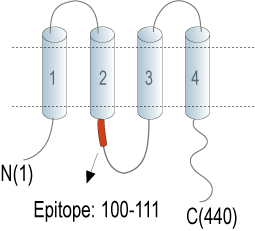 Anti-Connexin-47 (GJC2) Antibody