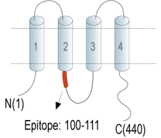 Connexin-47 (GJC2) Blocking Peptide