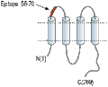 Anti-Connexin-29 (extracellular) Antibody