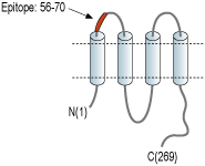 Anti-Connexin-29 (extracellular) Antibody