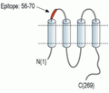 Connexin-29 (extracellular) Blocking Peptide