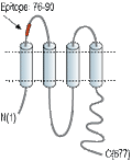 Anti-Pannexin 2 (extracellular) Antibody