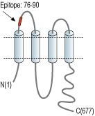 Anti-Pannexin 2 (extracellular) Antibody