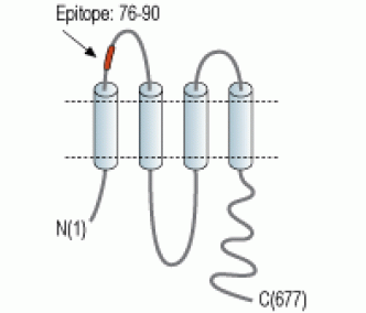 Pannexin 2 (extracellular) Blocking Peptide