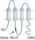 Anti-Pannexin 3 Antibody