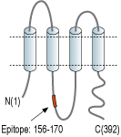 Anti-Pannexin 3 Antibody