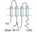 Pannexin 3 Blocking Peptide