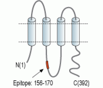 Pannexin 3 Blocking Peptide