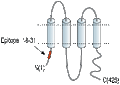 Anti-Pannexin 1 Antibody