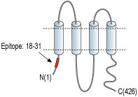 Anti-Pannexin 1 Antibody